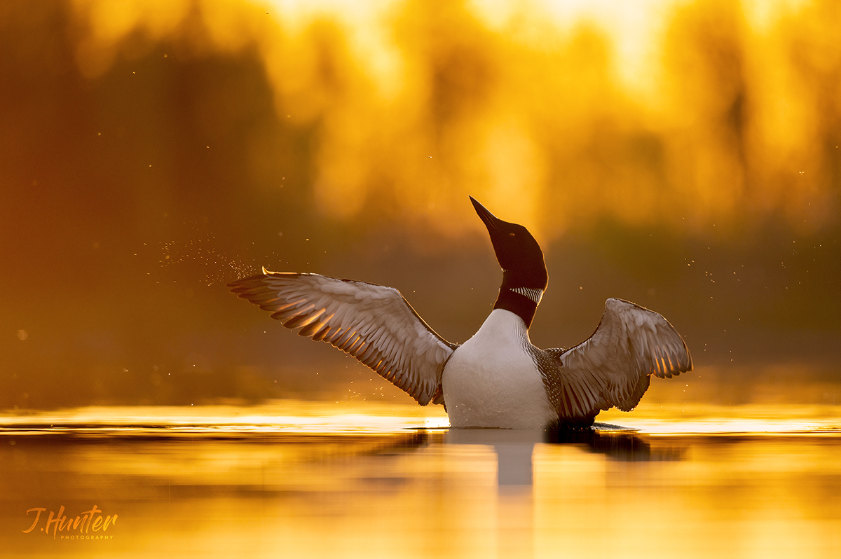 image of common loon on water at sunset