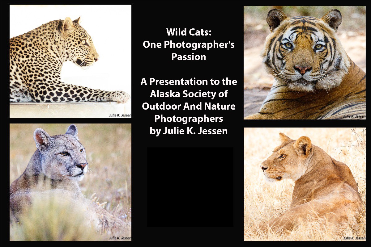 Wild Cats Presentation